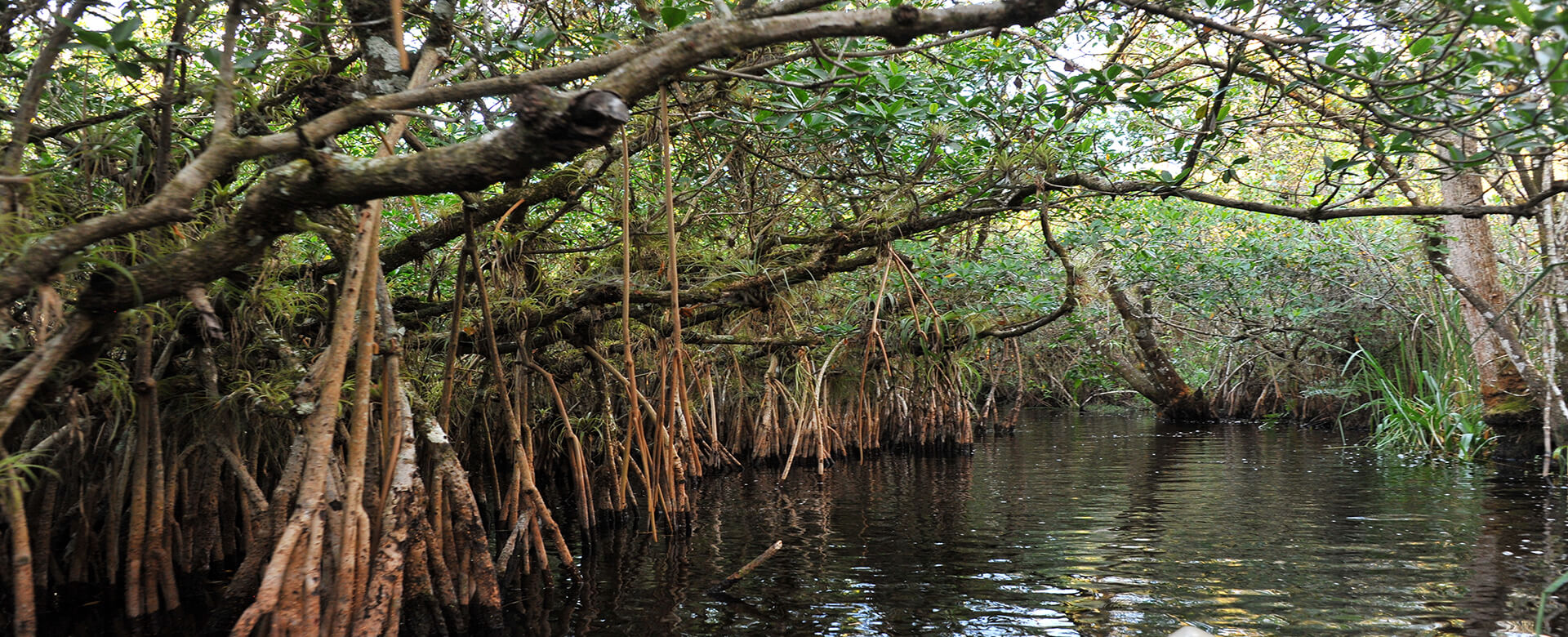 mangrove forest naples