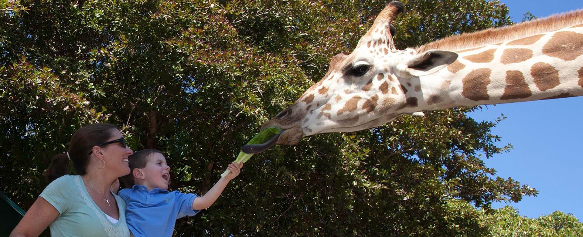 child feeding giraffe