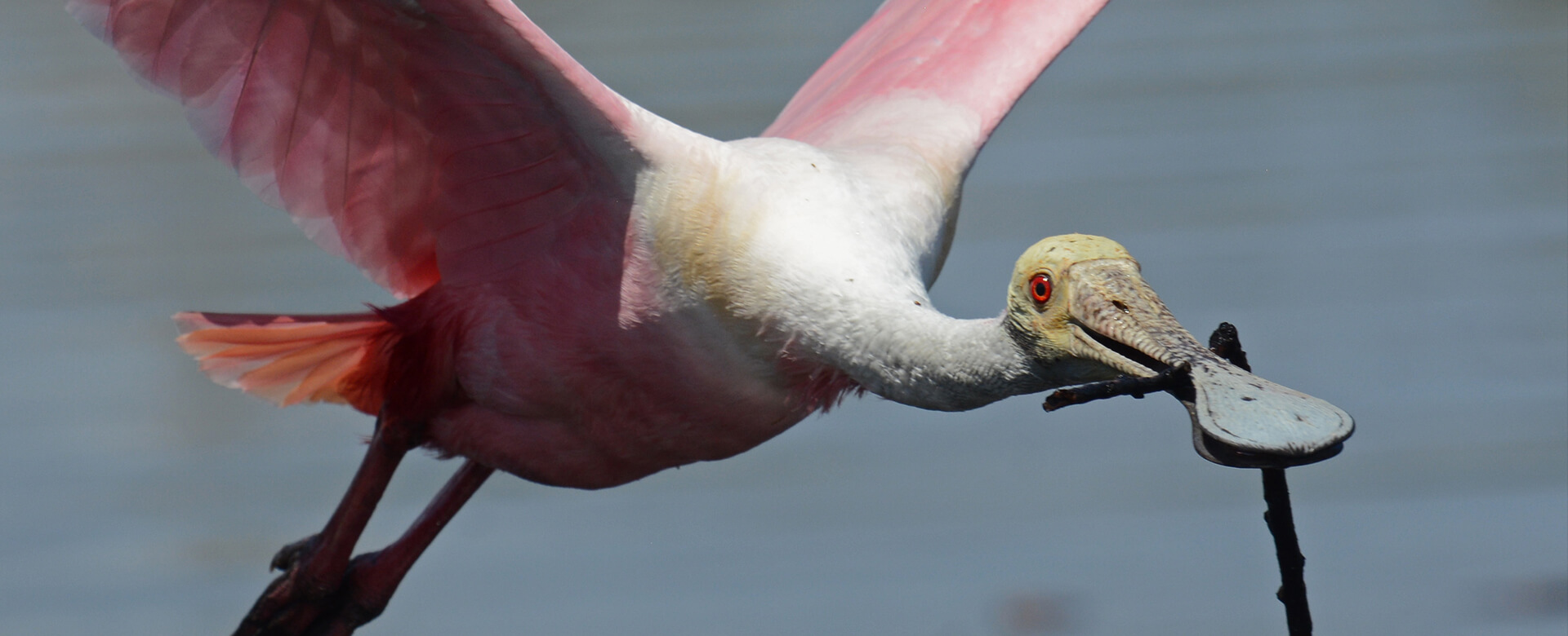 a bird flying in southwest florida